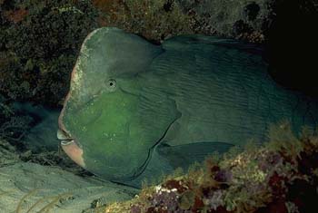 Büffelkopf-Papageienfisch